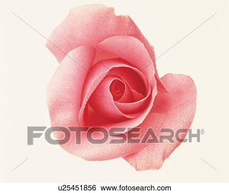 Stock Photograph - Pink rose covered in dew. Fotosearch