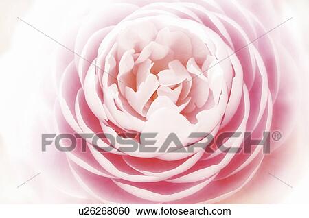 Stock Image - Pink rose. Fotosearch