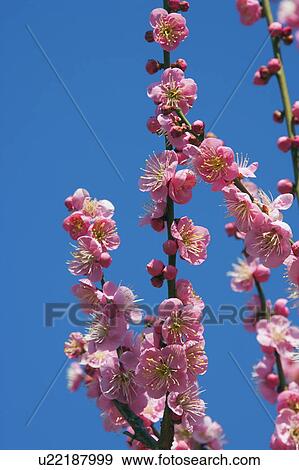 Plum blossoms against a blue sky View Large Photo Image Stock Photo - Plum blossoms against a blue sky. Fotosearch