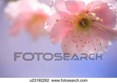 Stock Image - Plum flowers, close up. Fotosearch