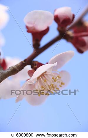 Stock Image - Plum flowers on branch, close up, blue background, Tokyo prefecture, Japan. Fotosearch