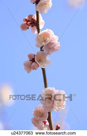 Plum flowers on branch, close up, blue background, Tokyo prefecture, Japan View Large Photo Image Stock Image - Plum flowers on branch, close up, blue background, Tokyo prefecture, Japan. Fotosearch