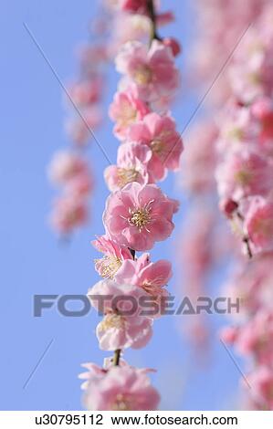 Plum flowers on branch, close up, blue background, Tokyo prefecture, Japan View Large Photo Image Stock Image - Plum flowers on branch, close up, blue background, Tokyo prefecture, Japan. Fotosearch