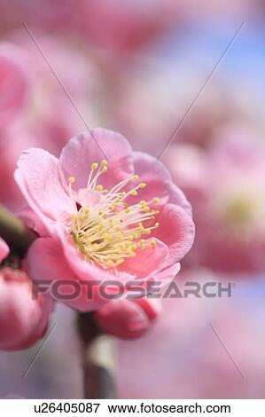 Stock Photo - Plum flowers on branch, close up, Tokyo prefecture, Japan. Fotosearch