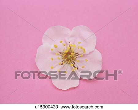 Stock Image - Plum tree flower. Fotosearch