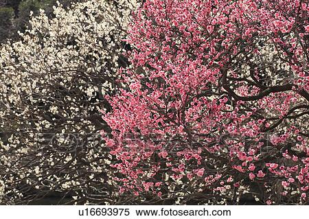 Plum trees, close up, Tokyo prefecture, Japan View Large Photo Image Stock Photography - Plum trees, close up, Tokyo prefecture, Japan. Fotosearch