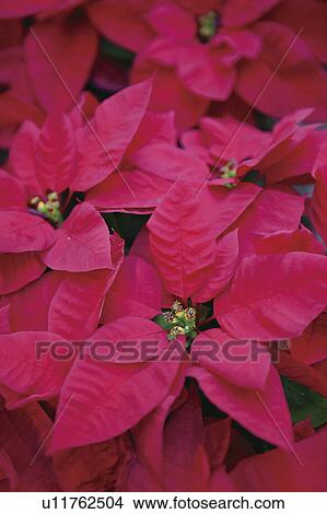 Poinsettia View Large Photo Image Picture - Poinsettia. Fotosearch