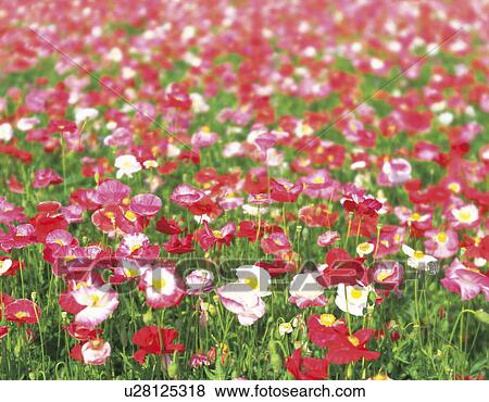 Poppy field, Hokkaido, Japan View Large Photo Image Stock Photo - Poppy field, Hokkaido, Japan. Fotosearch