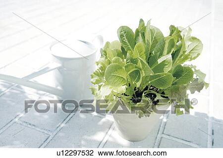 Pot plant and watering can on a brick patio View Large Photo Image Stock Image - Pot plant and watering can on a brick patio. Fotosearch