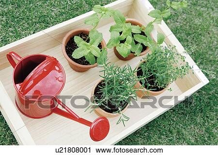 Stock Image - Pot plants and a watering can in a wooden tray. Fotosearch