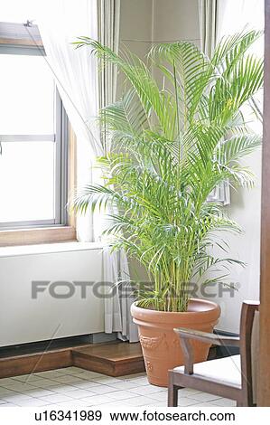 Potted plant by a window View Large Photo Image Stock Photo - Potted plant by a window. Fotosearch