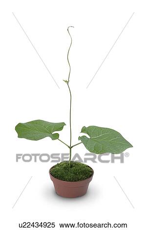 Stock Photography - Potted seedling, white background. Fotosearch