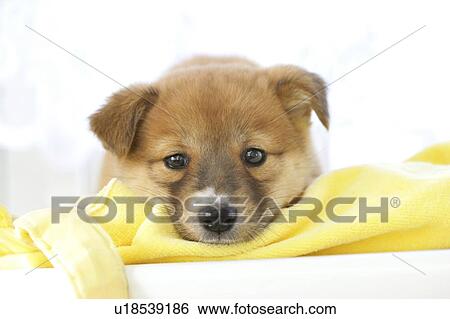 Stock Photograph - Puppy lying on a yellow blanket. Fotosearch