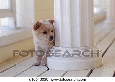 Stock Image - Puppy peeking out from behind a column. Fotosearch