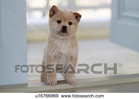 Puppy standing in a doorway View Large Photo Image Stock Photo - Puppy standing in a doorway. Fotosearch