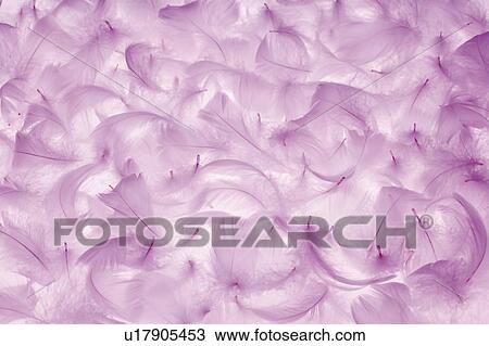 Purple feathers View Large Photo Image Stock Image - Purple feathers. Fotosearch