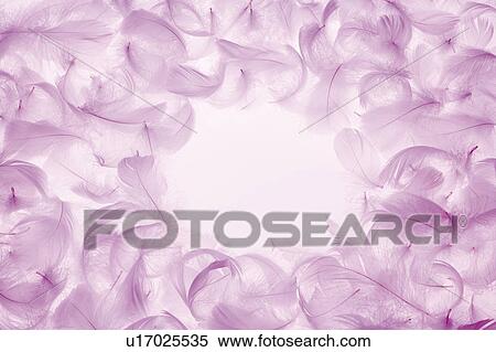 Stock Photography - Purple feathers. Fotosearch