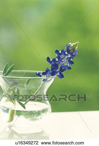 Purple lupin flower in vase View Large Photo Image Stock Image - Purple lupin flower in vase. Fotosearch