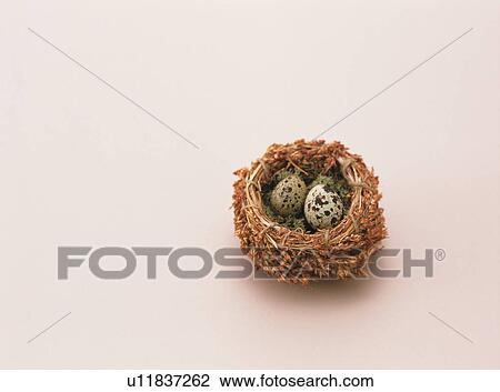 Quail's eggs in a bird's nest View Large Photo Image Stock Image - Quail's eggs in a bird's nest. Fotosearch
