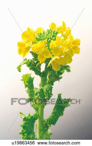 Stock Photograph - Rape blossoms. Fotosearch