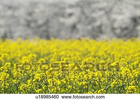 Stock Image - Rapeseed field in bloom stage. Fotosearch