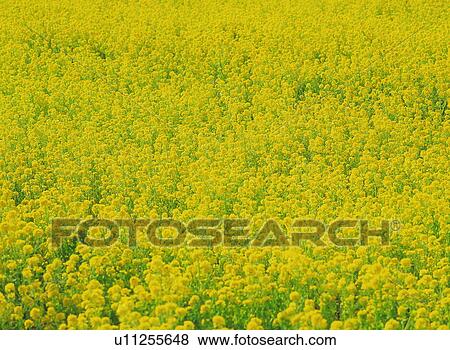 Stock Photo - Rapeseed field in bloom stage. Fotosearch