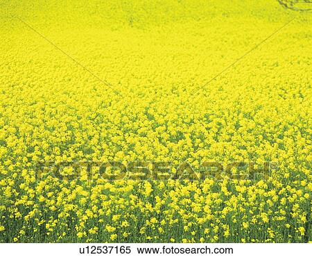 Rapeseed field in bloom stage. Yokohama-machi, Aomori Prefecture, Japan, View Large Photo Image Stock Photography - Rapeseed field in bloom stage. Yokohama-machi, Aomori Prefecture, Japan, . Fotosearch