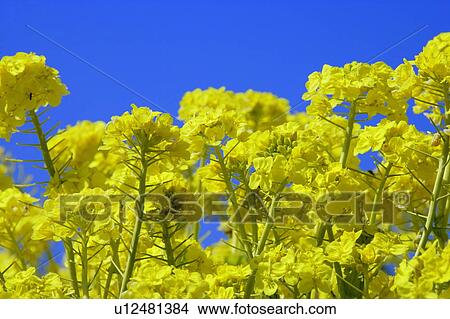Picture - Rapeseed flowers against clear blue sky. Fotosearch