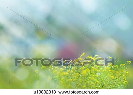 Rapeseed flowers in a field View Large Photo Image Stock Image - Rapeseed flowers in a field. Fotosearch