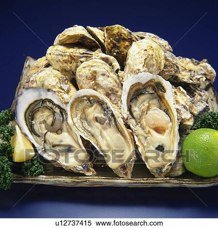 Raw oyster in shells View Large Photo Image Stock Photography - Raw oyster in shells. Fotosearch