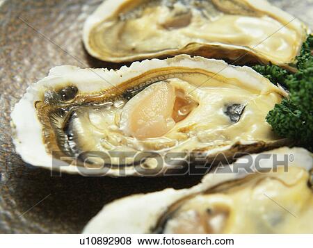 Raw oysters in shells View Large Photo Image Stock Photo - Raw oysters in shells. Fotosearch