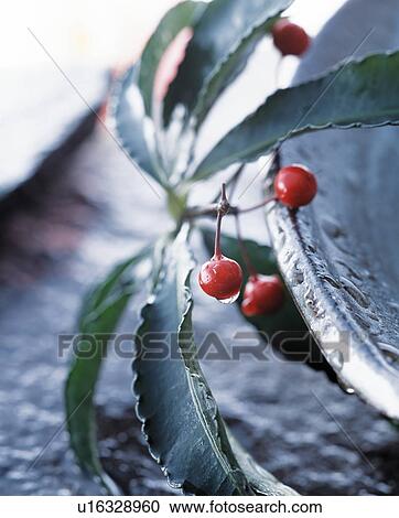 Stock Image - Red berries. Fotosearch