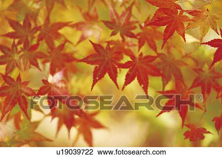 Stock Image - Red maple leaves. Fotosearch