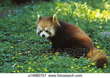 Stock Photo - Red Panda, also called the Firefox or Lesser Panda. Fotosearch