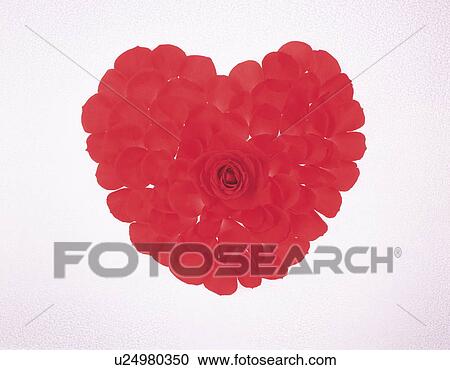 Red rose and petals arranged into a heart View Large Photo Image Stock Image - Red rose and petals arranged into a heart. Fotosearch