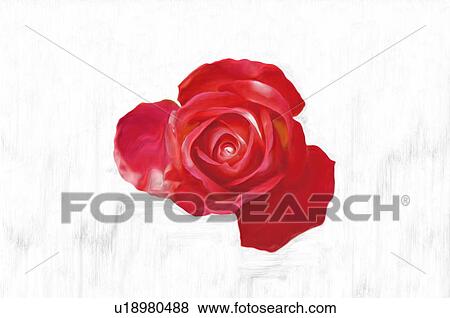 Red rose, close up, white background View Large Photo Image Stock Photo - Red rose, close up, white background. Fotosearch