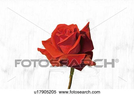 Stock Photography - Red rose, close up, white background. Fotosearch