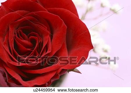 Picture - Red rose with gypsophila in the background. Fotosearch
