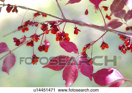 Red Spindle Tree View Large Photo Image Stock Image - Red Spindle Tree. Fotosearch