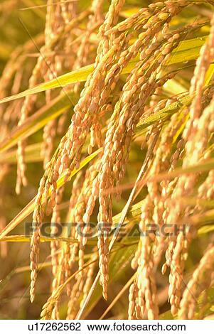 Rice field View Large Photo Image Stock Image - Rice field. Fotosearch