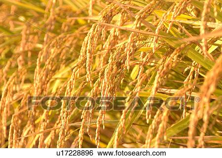 Stock Photograph - Rice field. Fotosearch