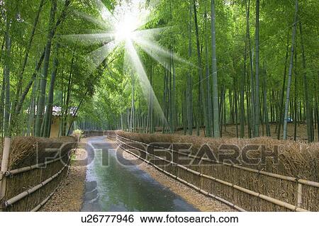 Stock Photograph - Road through forest with bamboo fence, Kyoto Prefecture, Japan. Fotosearch