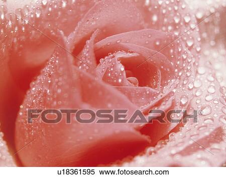 Stock Photography - Rose covered in dew. Fotosearch