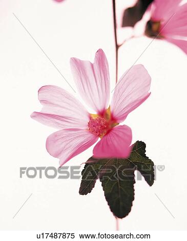 Stock Photography - Rose of Sharon. Fotosearch