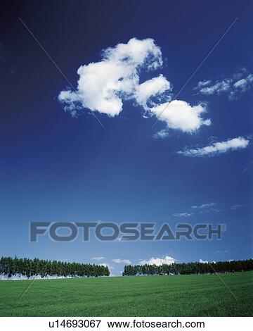 Stock Photo - Row of trees in a field, Biei, Hokkaido, Japan. Fotosearch