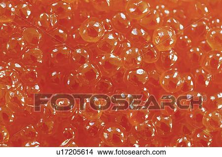 Picture - Salmon eggs. Fotosearch