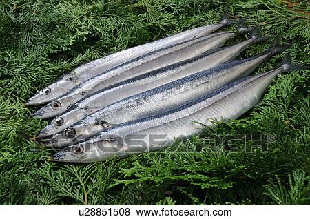 Stock Photo - Saury. Fotosearch