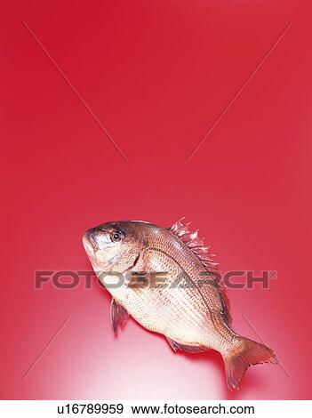Sea Bream View Large Photo Image Stock Photo - Sea Bream. Fotosearch