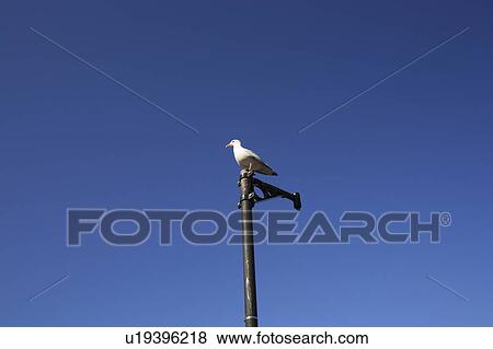 Sea gull perched on top of a street pole. View Large Photo Image Stock Photo - Sea gull perched on top of a street pole.. Fotosearch