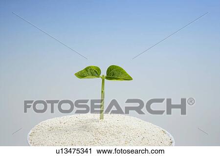 Stock Image - Seedling, close up, blue background. Fotosearch